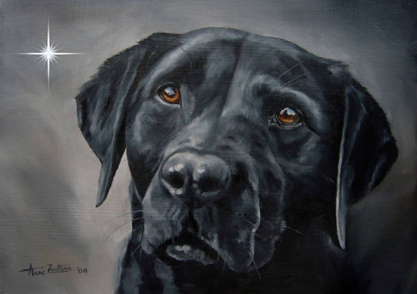 A Black Labrador head study with a star in the background