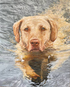 Oil painting of a Chesapeake Bay retriever swimming