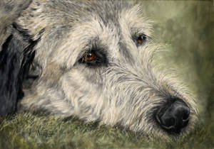 Oil painting of the head of an Irish wolfhound lying on grass