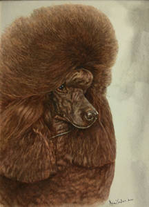 Watercolour head study of a brown miniature poodle