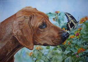 Oil painting of a Rhodesian ridgeback sniffing a butterfly among flowers