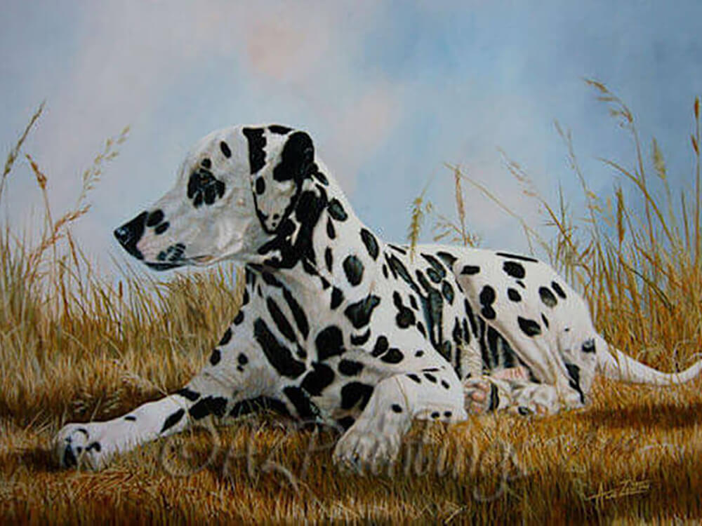 A Pleasant Spot - Dalmatian