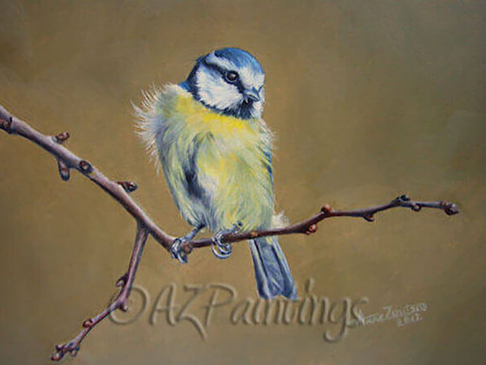 Blue Tit