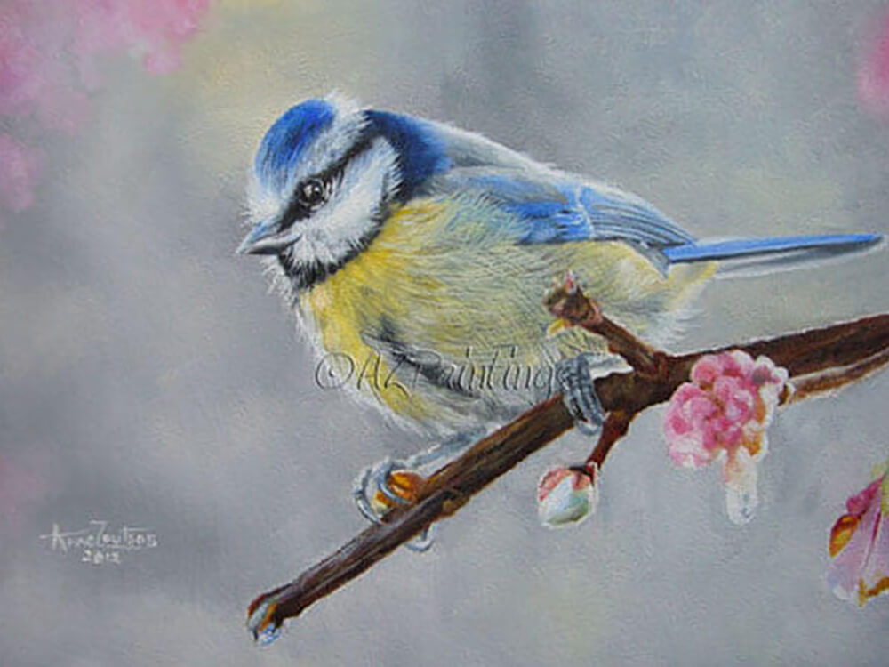 Blue Tit With Blossom