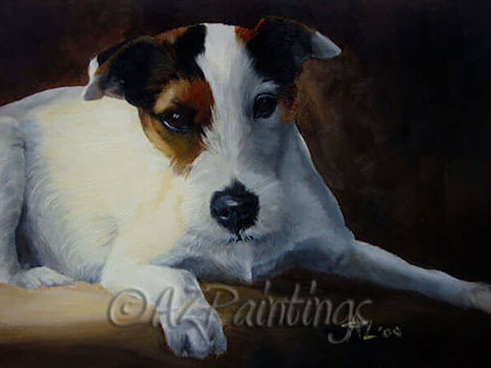 Parson Jack Russell Terrier