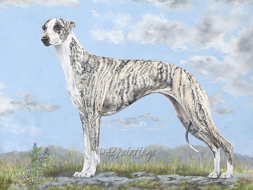 Whippet - Champion Collooney Tartan Tease