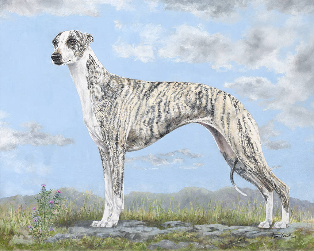 A whippet standing in a gently mountainous landscape
