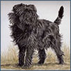 Affenpinscher-Ch Carmichan Jazzy Jet JW