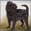 Affenpinscher - Ch Riogaioch Illusion JW