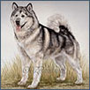 Alaskan Malamute - Ch Chayo Blue Thunder