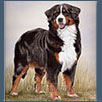 Bernese Mountain Dog - Ch Bernsteph Miss Dior JW ShCM