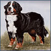 Bernese Mountain Dog - Ch Monalou Nelly Pledge