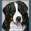 Bernese Mountain Dog - Sanmarwell American Pie ShCM