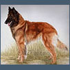 Belgian Shepherd Dog - Ch Domburg Reve D'Amour