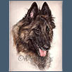 Belgian Shepherd Dog-Ch Domburg Reve Enchantés At Niavana