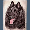 Belgian Shepherd Dog - Ch Ebontide Nexus for Lykos JW
