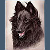 Belgian Shepherd Dog - Ch Ebontide Nikita JW