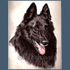 Belgian Shepherd Dog - Kash