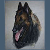 Belgian Shepherd Dog - Zefirelli van der Hoge Laer at Niavana