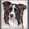 Border Collie - Sh Ch Tonkory Palmerston at Fayken JW 