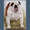 Bulldog - Ch Shiloh Patchwork of Kismond