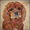 Cavalier King Charles Spaniel Barney