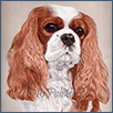 Cavalier King Charles Spaniel - Nottus Hooray Henry