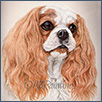 Cavalier King Charles Spaniel - Sofie