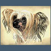 Chinese crested - Blandora Glory Be For Kilnshena