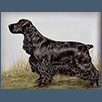 Cocker Spaniel - Sh Ch Charbonnel Frankette