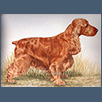 Cocker Spaniel - Sh Ch Sheigra Special Vintage JW