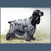 Cocker Spaniel - Sh Ch Wiljana Moonlight 