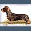 Dachshund - Ch Kanix Hilda At Stargang