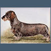 Dachshund - Ch Lesandnic Lucyrowe