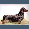 Dachshund - Ch Roleta Play Wright