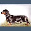 Dachshund - Ch Seatris Laced with Success