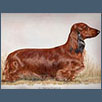 Dachshund - Ch Tekalhaus Krugerrand