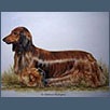 Dachshund - Ch Tekalhaus Masterpiece