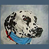 Dalmatian - Bailey