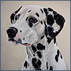 Dalmatian - Ch Camargue Gucci Envy