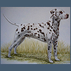 Dalmatian - Ch Fakenham Flash Gordon