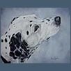 Dalmatian - Naty