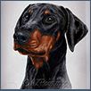 Dobermann - Ch Amazon Dark Angel