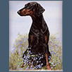 Dobermann - Ellie