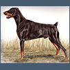 Dobermann - Ir Ch Fitzkin Storm Gazer (JD)