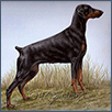 Dobermann - Leibwache Scarlett Harlot