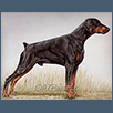 Dobermann - Russia