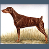 Dobermann - Triemburg Serendipity JW