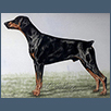 Dobermann