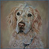 English Setter - Spencer